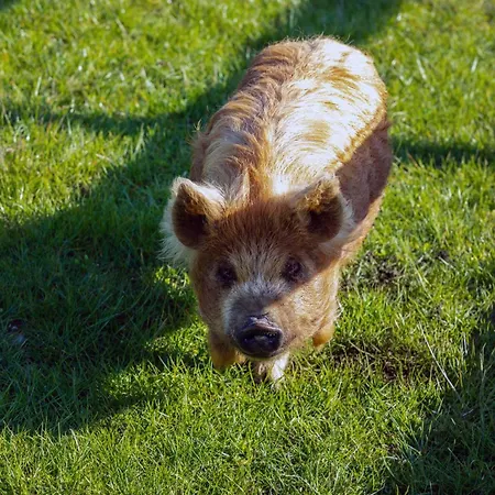 Hidden Acres- With Double & Single Bed,