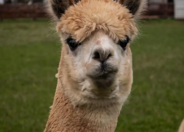 Hidden Acres- With Double & Single Bed, 3* Malahide