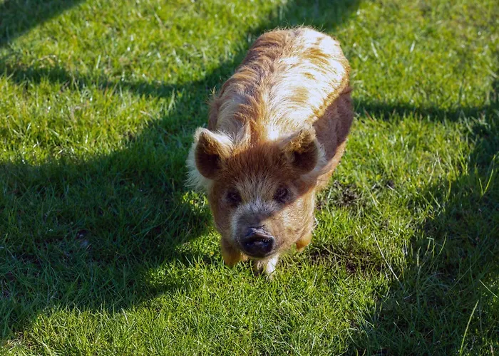 Hidden Acres- With Double & Single Bed,