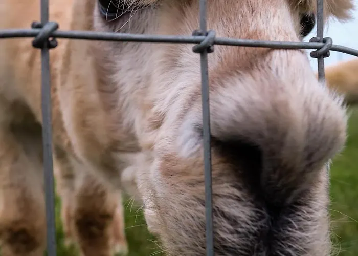 Hidden Acres- With Double & Single Bed, 3*